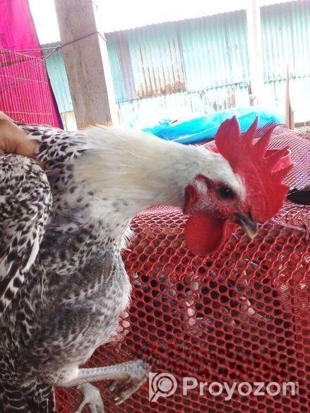 মিশরীয় ফাউমি মোরগ