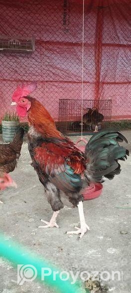 দেশী মোরগ