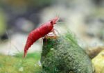 Shrimp