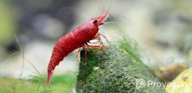 Shrimp