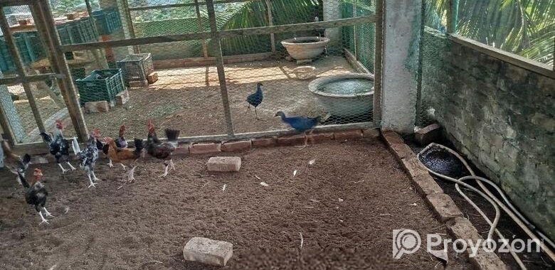 Kicu deshi Murgi bikri korbo