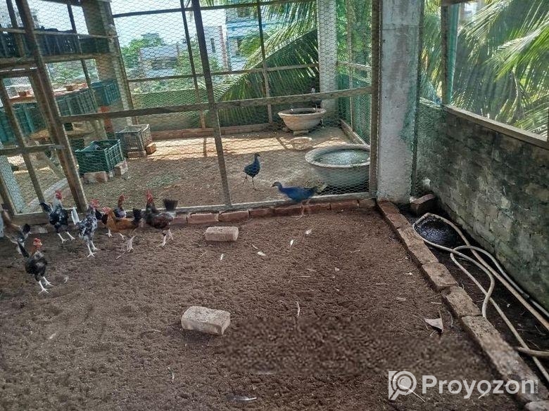 Kicu deshi Murgi bikri korbo