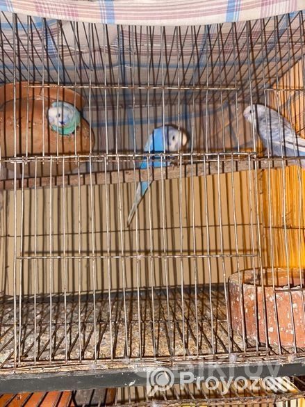 2 gura bagigor paki bikri kita hobe