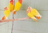 Breeding Pair with Baby Love Bird