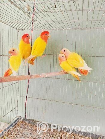 Breeding Pair with Baby Love Bird