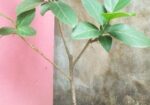 বটগাছের বনসাই