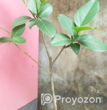 বটগাছের বনসাই