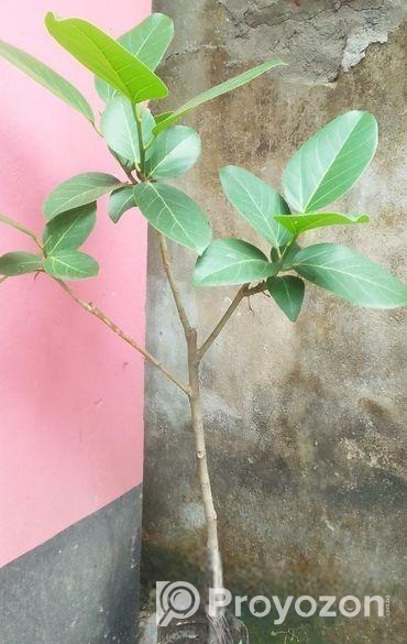 বটগাছের বনসাই