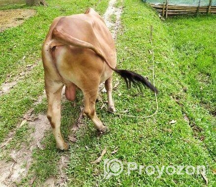 শাহিওয়াল ষাড় বাচ্চা