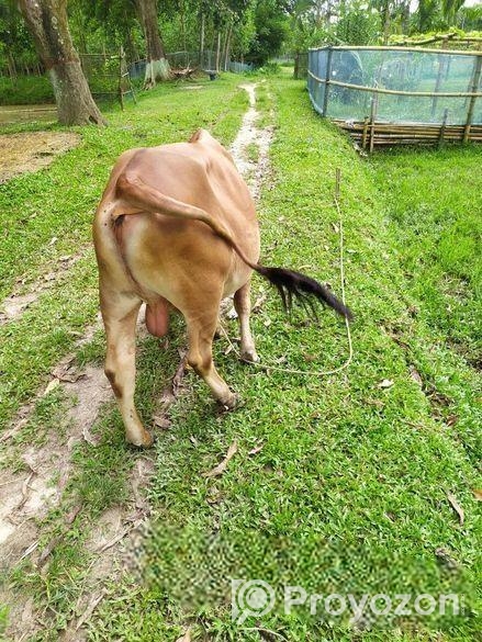 শাহিওয়াল ষাড় বাচ্চা