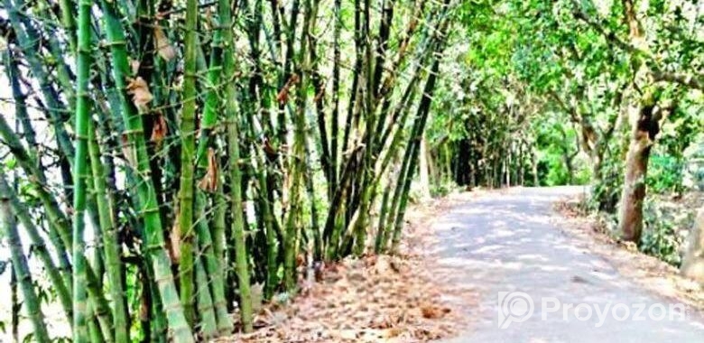 বাঁশ বিক্রি হবে