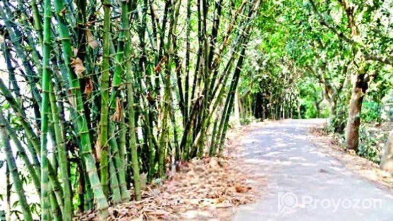 বাঁশ বিক্রি হবে