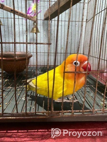 লাভ বার্ড বিক্রি হবে