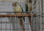 Chinamon Blue Pineapple Conure