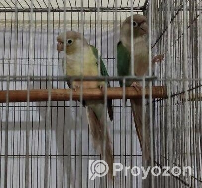 Chinamon Blue Pineapple Conure