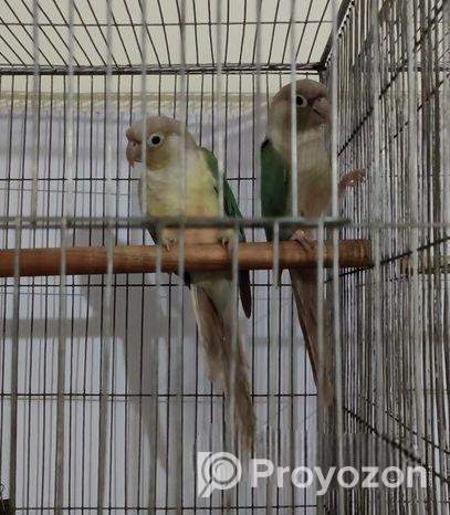 Chinamon Blue Pineapple Conure