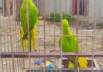 ইন্ডিয়ান রিংনেট টিয়া পাখি