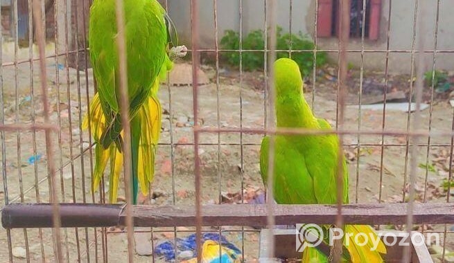 ইন্ডিয়ান রিংনেট টিয়া পাখি