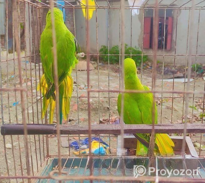 ইন্ডিয়ান রিংনেট টিয়া পাখি