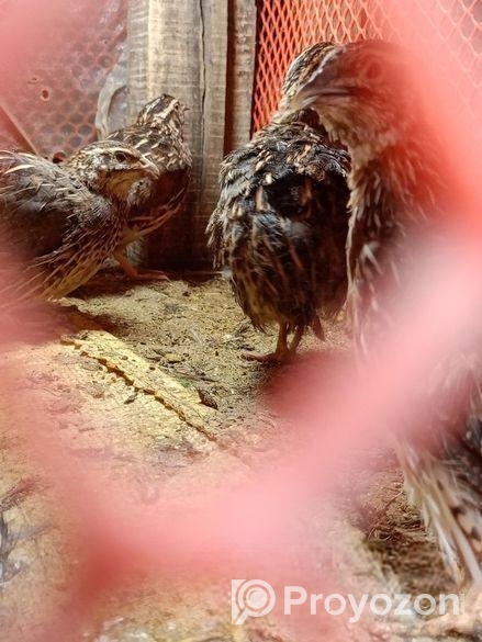 কোয়েল পাখি