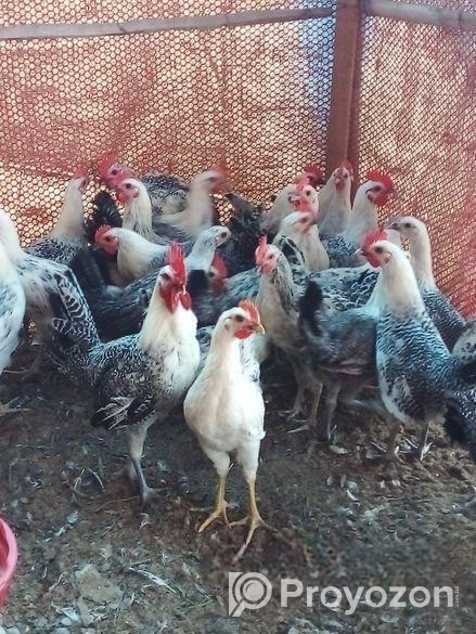 মিশরীয় ফাউমি মোরগ