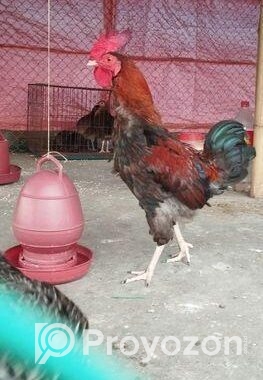 দেশী মোরগ