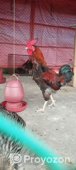 দেশী মোরগ