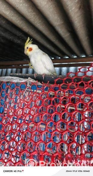 কোকাটেল পাখি