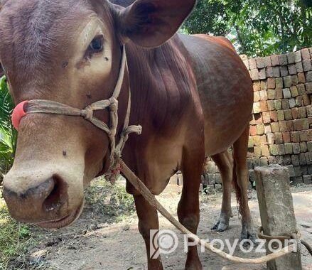 দেশি ষাড়