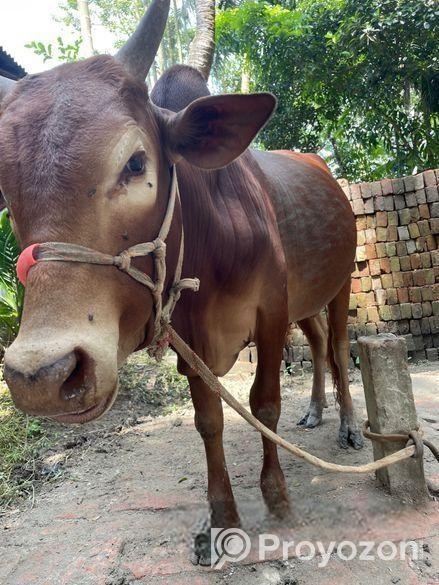 দেশি ষাড়