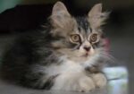 পিওর পার্শিয়ান বিড়াল ( 3 Costed Pure Persian Cate
