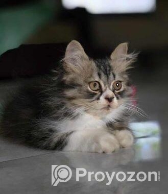 পিওর পার্শিয়ান বিড়াল ( 3 Costed Pure Persian Cate