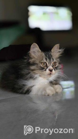 পিওর পার্শিয়ান বিড়াল ( 3 Costed Pure Persian Cate