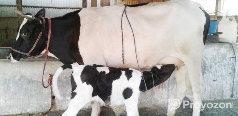 গাভী কিনুন নিঃসন্ধেহে ভালো হবে ৪৪৪২নং গাভী