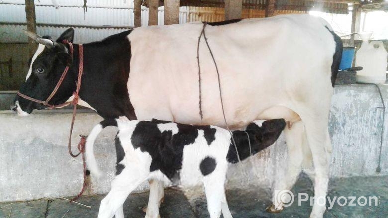 গাভী কিনুন নিঃসন্ধেহে ভালো হবে ৪৪৪২নং গাভী