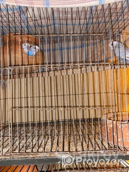 2 gura bagigor paki bikri kita hobe