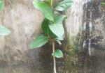 বটগাছের বনসাই