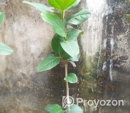 বটগাছের বনসাই