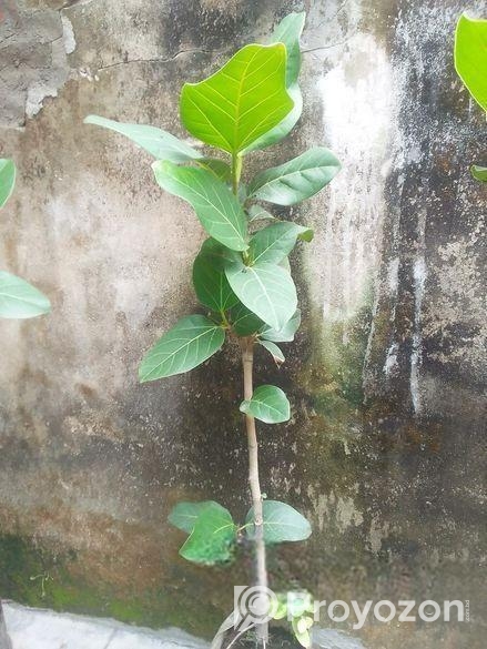 বটগাছের বনসাই