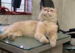 parsian Cat