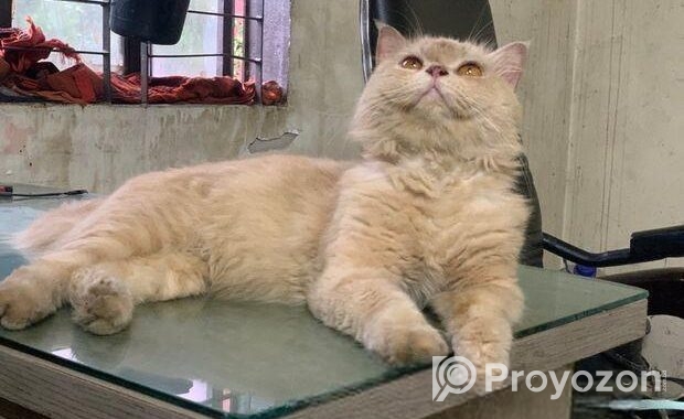 parsian Cat