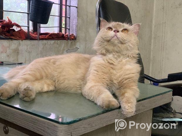 parsian Cat
