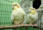 রানিং লুটিনো ককাটেল সেল হবে