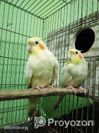 রানিং লুটিনো ককাটেল সেল হবে