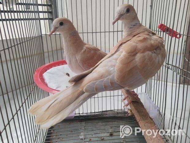 ঘুঘু পাখি বিক্রি হবে