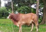 শাহিওয়াল ষাড় বাচ্চা