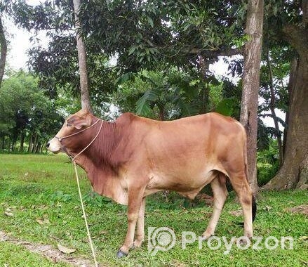 শাহিওয়াল ষাড় বাচ্চা