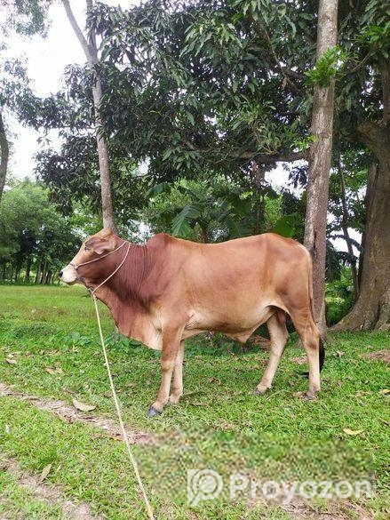 শাহিওয়াল ষাড় বাচ্চা