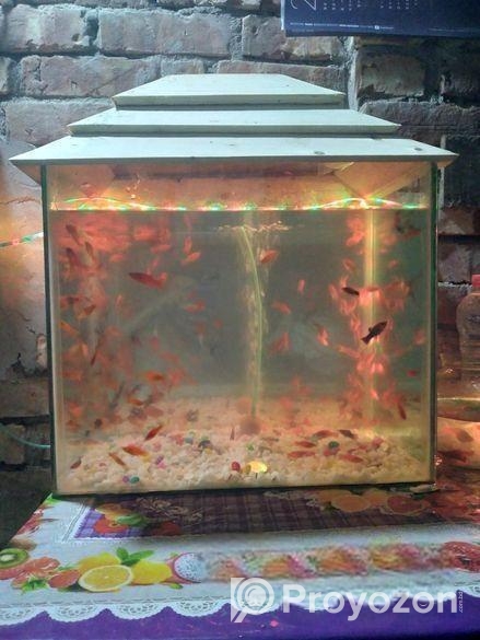 ১২০+ মলি মাছসহ এ্যাকুরিয়াম বিক্রি হবে