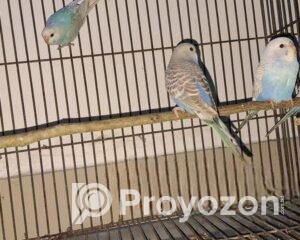 fitted-37_2025-07-26_12-59-34